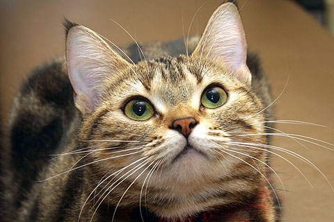 「1日1枚アメショーの写真」ではアメリカンショートヘア・シルバータビー「タム」とブラウンタビー「クー」、ペルシャ猫・レッドタビー「モグ」の猫画像を公開